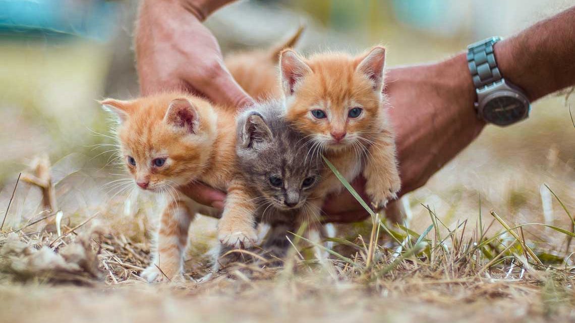 Hauskatze, Katzenbabys. Süß, aber nicht für jedes Alter geeignet.