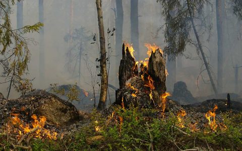 Waldbrandgefahr in un d um Wiesbaden, Symbolbild zeigt Brandherd im Wald.
