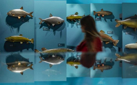 Aquarium, Fische, Besucher geht durchs Bild der Sonderausstellung. Freier Eintritt