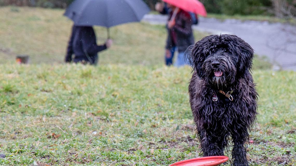 Hund auf Wiese, Nasser Terrier.
