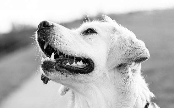 Hund und Dog-Shooting
