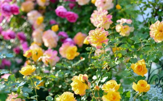 Rosengarten, bunte Rosen, Rosenpracht,