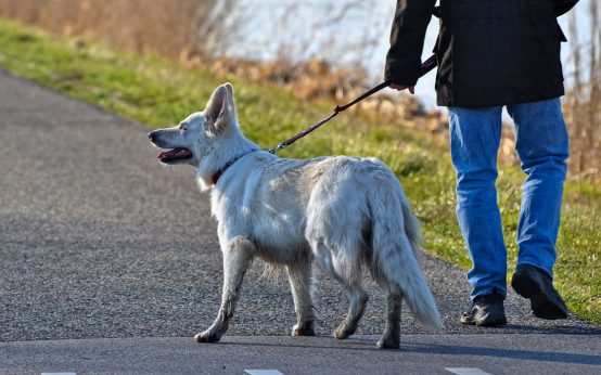 Leinenpflicht für Hunde