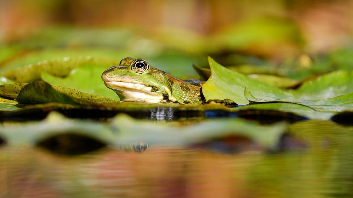 Frosch in einem Biotop. Biotop und Sitzlaube für Biebrich. Natur-Oasen im Stadtteil.