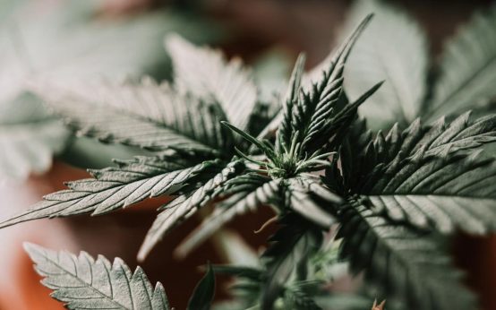 Cannabis, Hanf von Gras Grün / Unsplash