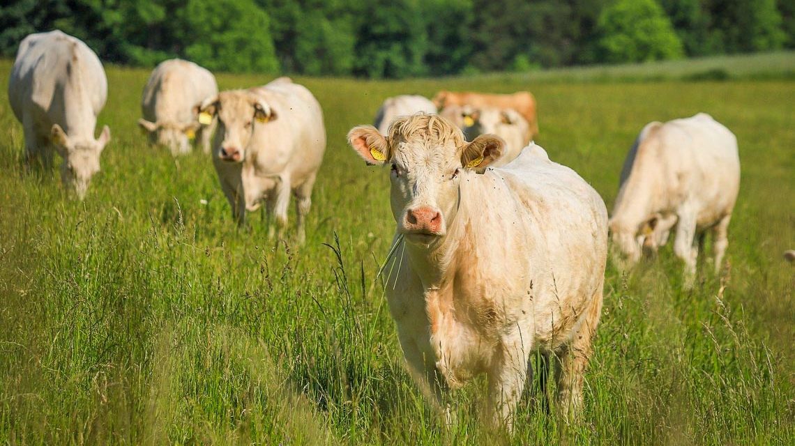 Kühe auf einer Weide, solidarische Landwirtschaft