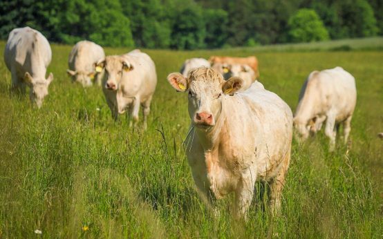 Kühe auf einer Weide, solidarische Landwirtschaft