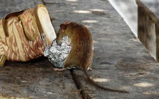 Ratten in der Stadt,. eine Ratte klaut sich ein Pausenbrot aus einem Schulranzen.