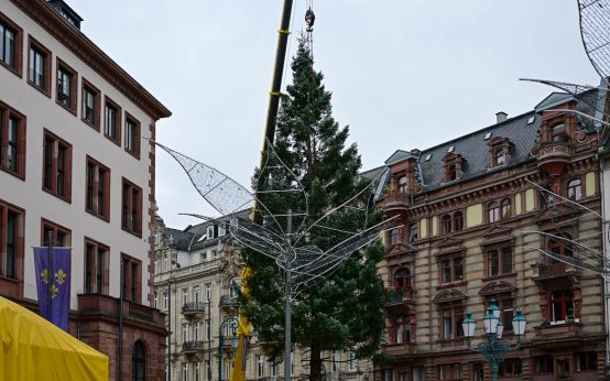 Wiesbadener Weihnachtsbaum für de n Sternschnuppenmarkt wird gestellt.