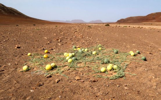 Früchte einer Melonenart, die in der Namib Wüste wächst. Foto: Dr. Julia Bechteler