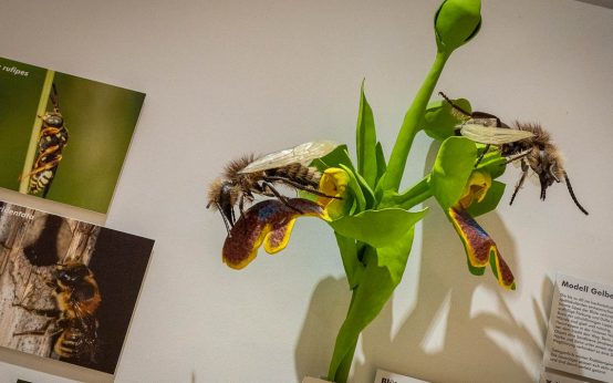 Die Biene als Naturphänomen und die Biene in der Kunst.