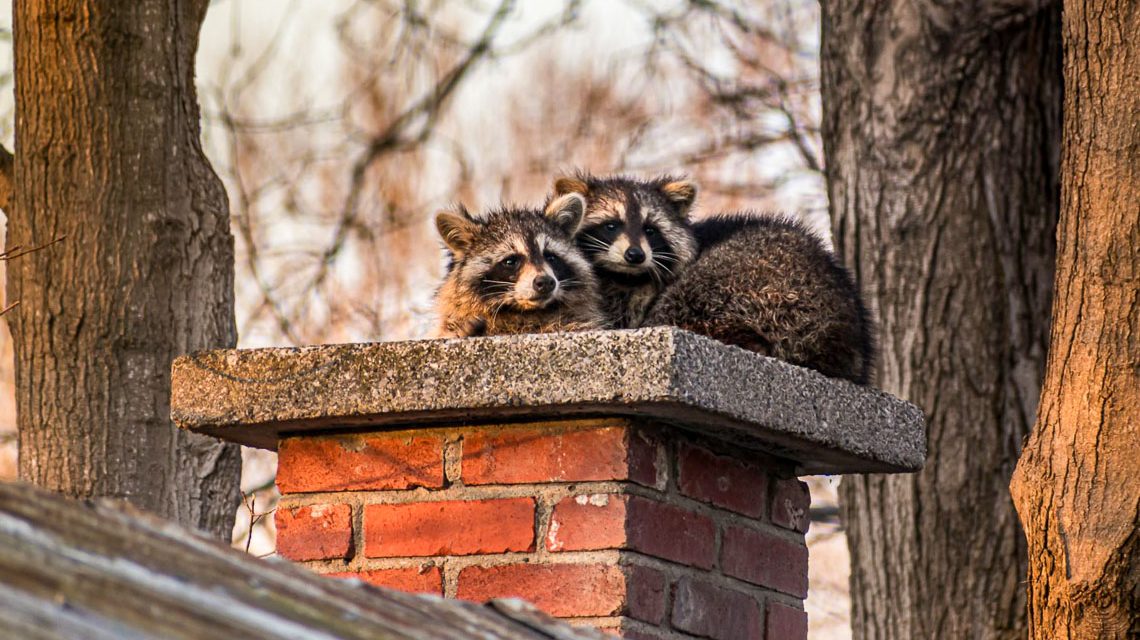 Zwei Waschbären in der Stadt.