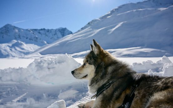 Pitztaler Gletscher, nicht nur Skifahrer mögen es. Ein Paradies für Spaziergänger ud Hundebesitzer.