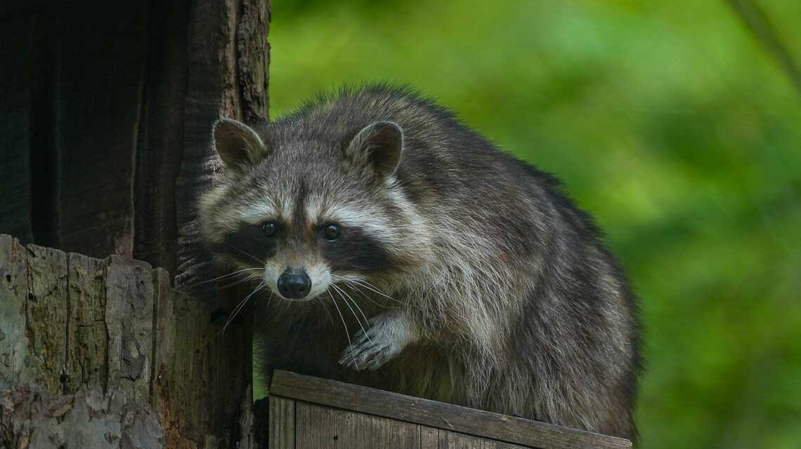 Waschbär in der Fasanerie.