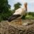 Das Schiersteiner Storchennest im Livestream: Ein Jungstorch wächst unter den Augen von Naturfreunden heran.
